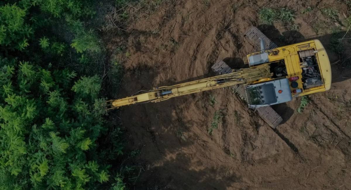 Por qué la bioeconomía debería tener en cuenta la conservación del suelo forestal